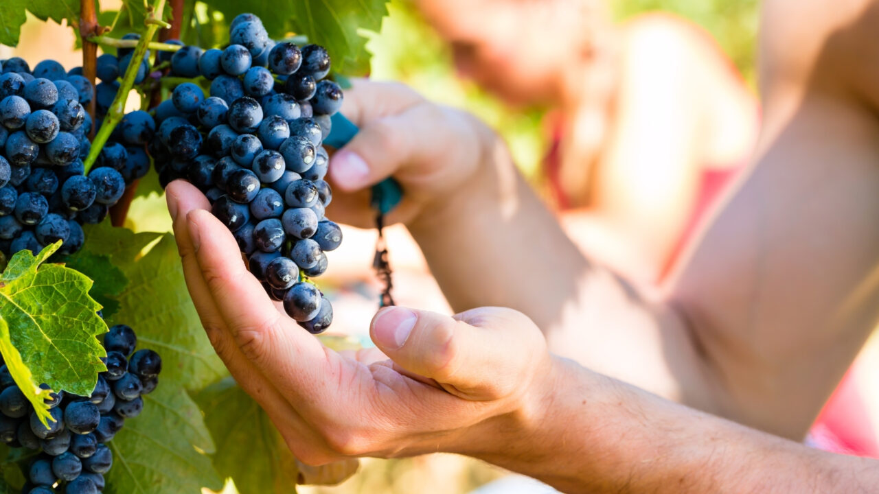 Caves, commerces de vins